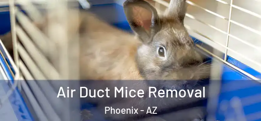 Air Duct Mice Removal Phoenix - AZ